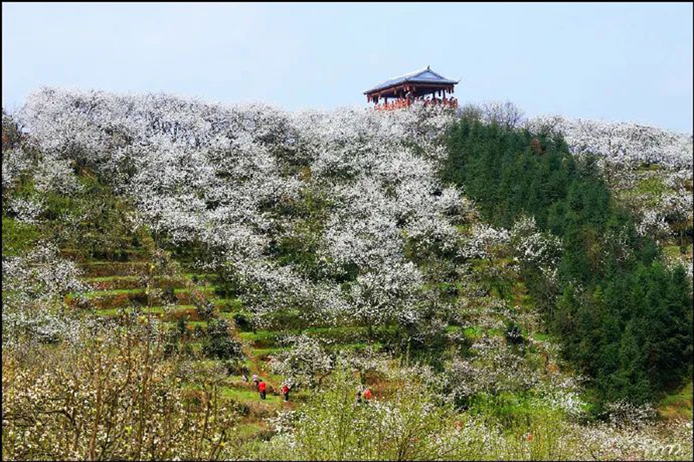 【春天,广西桂林灌阳县向您发出邀请!】我们在灌阳看梨花 - 游山玩水 - 九江生活社区 - 九江28生活网 jj.28life.com