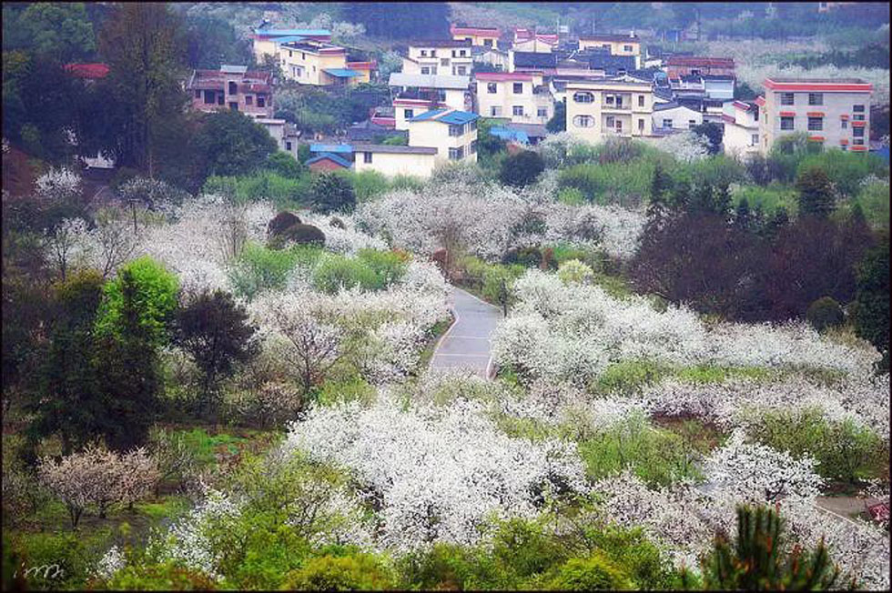 【春天,广西桂林灌阳县向您发出邀请!】我们在灌阳看梨花 - 游山玩水 - 九江生活社区 - 九江28生活网 jj.28life.com