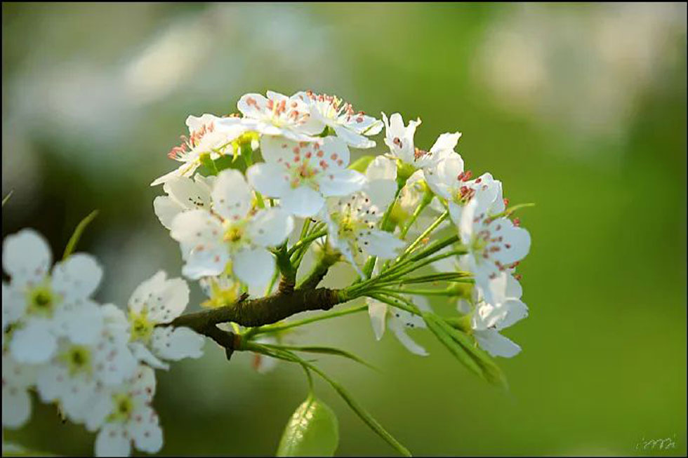 【春天,广西桂林灌阳县向您发出邀请!】我们在灌阳看梨花 - 游山玩水 - 九江生活社区 - 九江28生活网 jj.28life.com