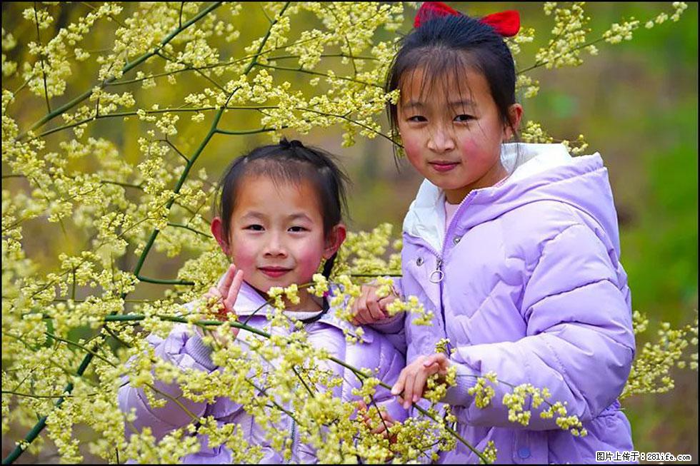 【春天,广西桂林灌阳县向您发出邀请!】米珠山前有片山苍子花在飘香 - 游山玩水 - 九江生活社区 - 九江28生活网 jj.28life.com