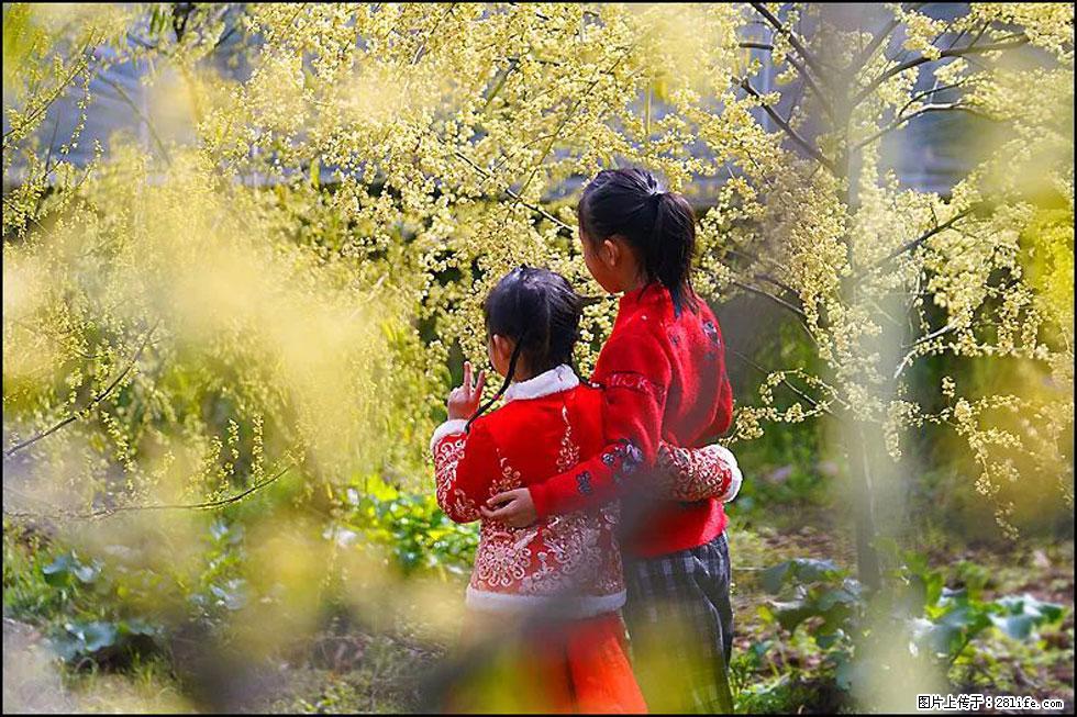 【春天,广西桂林灌阳县向您发出邀请!】米珠山前有片山苍子花在飘香 - 游山玩水 - 九江生活社区 - 九江28生活网 jj.28life.com