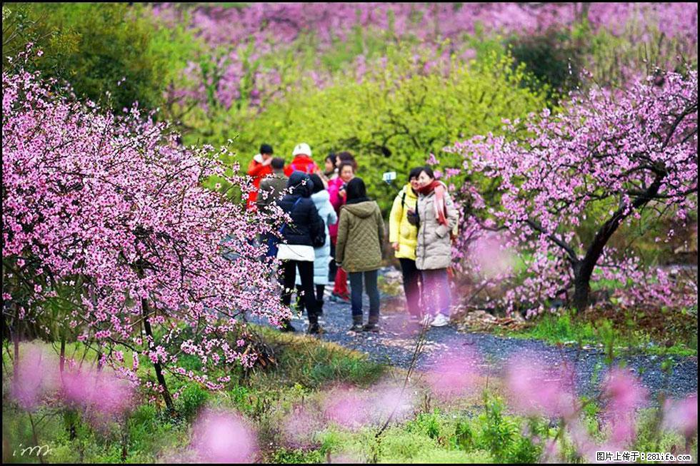 【春天,广西桂林灌阳县向您发出邀请!】官庄村有个醉美的桃花园 - 游山玩水 - 九江生活社区 - 九江28生活网 jj.28life.com