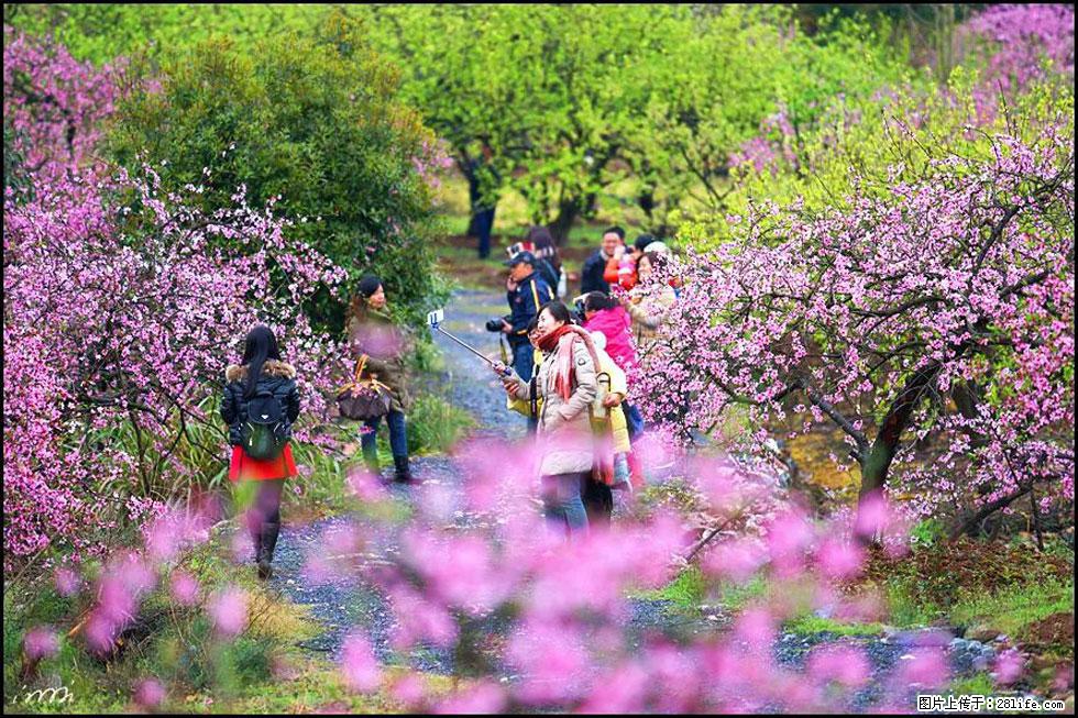 【春天,广西桂林灌阳县向您发出邀请!】官庄村有个醉美的桃花园 - 游山玩水 - 九江生活社区 - 九江28生活网 jj.28life.com