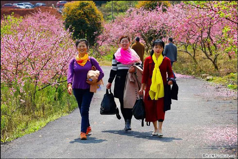 【春天,广西桂林灌阳县向您发出邀请!】官庄村有个醉美的桃花园 - 游山玩水 - 九江生活社区 - 九江28生活网 jj.28life.com