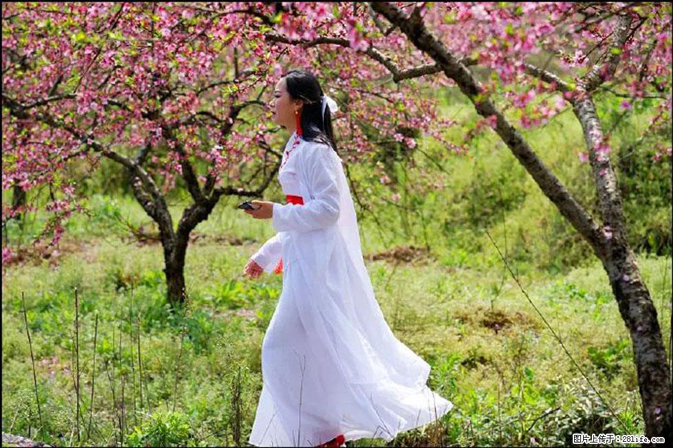 【春天,广西桂林灌阳县向您发出邀请!】官庄村有个醉美的桃花园 - 游山玩水 - 九江生活社区 - 九江28生活网 jj.28life.com