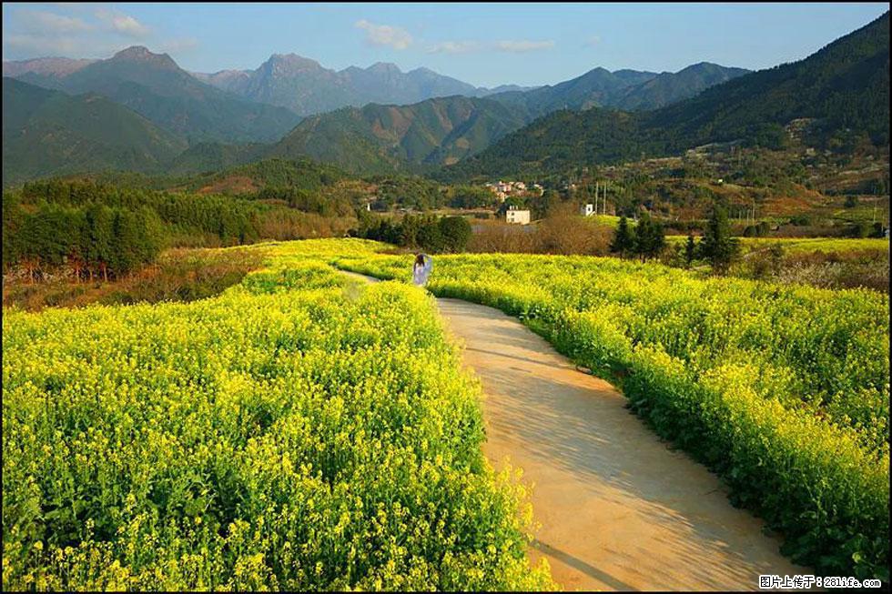 【春天,广西桂林灌阳县向您发出邀请!】长坪村油菜盛情花开 - 游山玩水 - 九江生活社区 - 九江28生活网 jj.28life.com