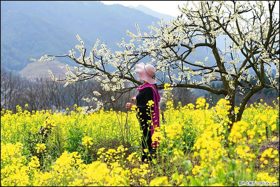 【春天,广西桂林灌阳县向您发出邀请!】长坪村油菜盛情花开 - 游山玩水 - 九江生活社区 - 九江28生活网 jj.28life.com