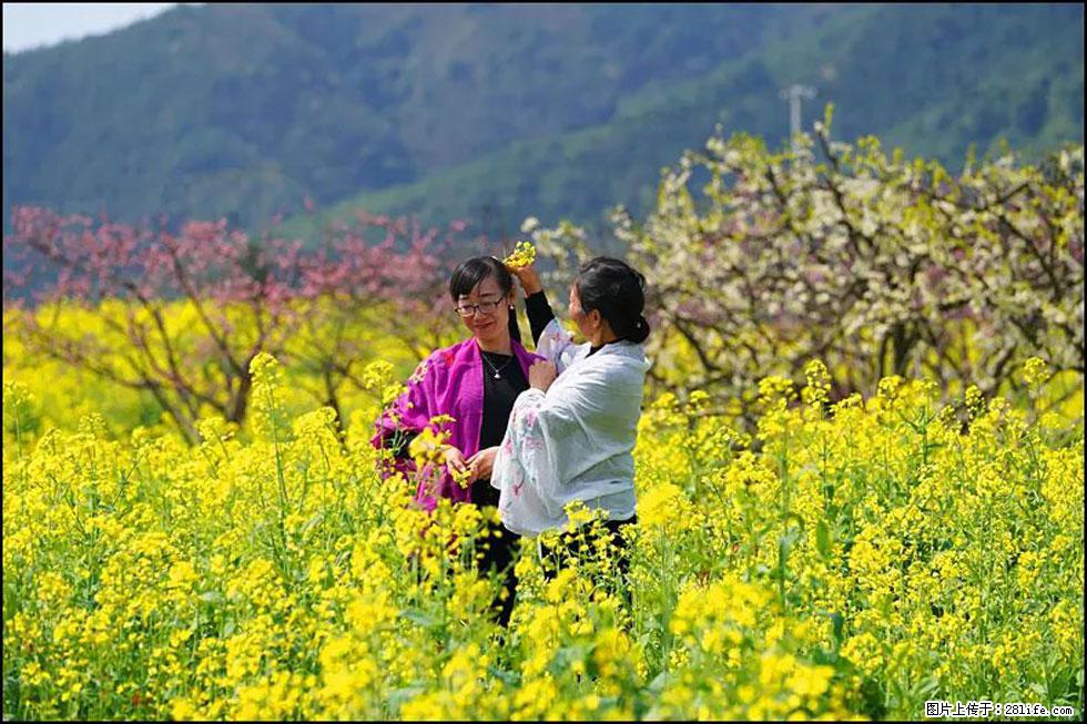 【春天,广西桂林灌阳县向您发出邀请!】长坪村油菜盛情花开 - 游山玩水 - 九江生活社区 - 九江28生活网 jj.28life.com