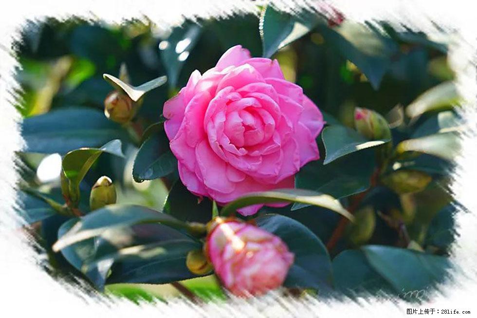【春天,广西桂林灌阳县向您发出邀请!】杨柳井茶花惹人爱 - 游山玩水 - 九江生活社区 - 九江28生活网 jj.28life.com
