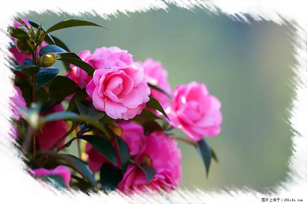 【春天,广西桂林灌阳县向您发出邀请!】杨柳井茶花惹人爱 - 游山玩水 - 九江生活社区 - 九江28生活网 jj.28life.com
