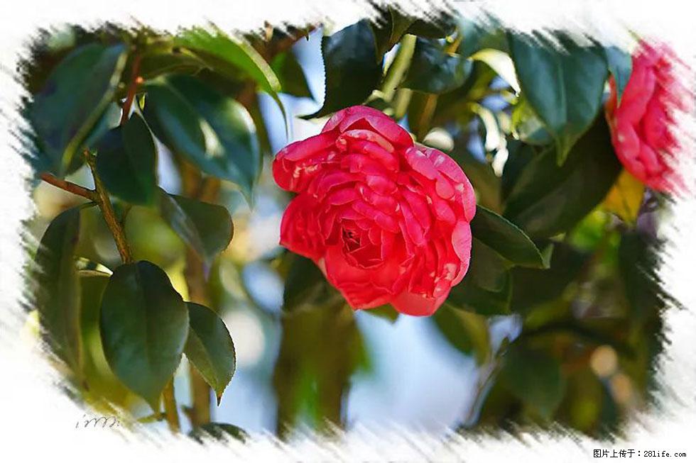 【春天,广西桂林灌阳县向您发出邀请!】杨柳井茶花惹人爱 - 游山玩水 - 九江生活社区 - 九江28生活网 jj.28life.com