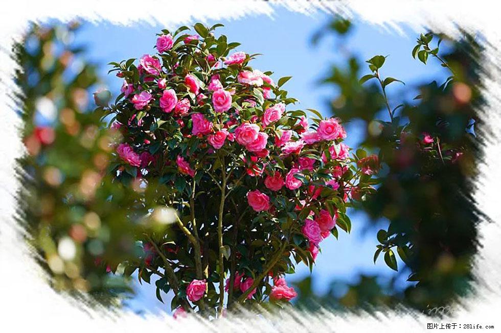 【春天,广西桂林灌阳县向您发出邀请!】杨柳井茶花惹人爱 - 游山玩水 - 九江生活社区 - 九江28生活网 jj.28life.com