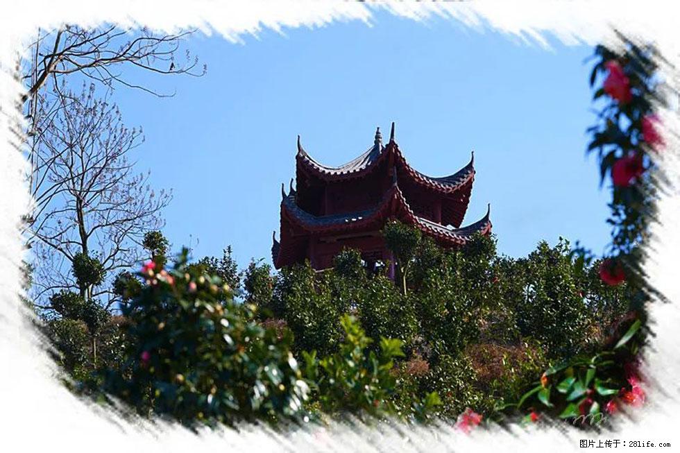【春天,广西桂林灌阳县向您发出邀请!】杨柳井茶花惹人爱 - 游山玩水 - 九江生活社区 - 九江28生活网 jj.28life.com