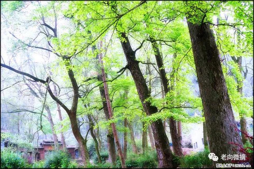 【春天,广西桂林灌阳县向您发出邀请!】在小龙村与春天约会 - 游山玩水 - 九江生活社区 - 九江28生活网 jj.28life.com