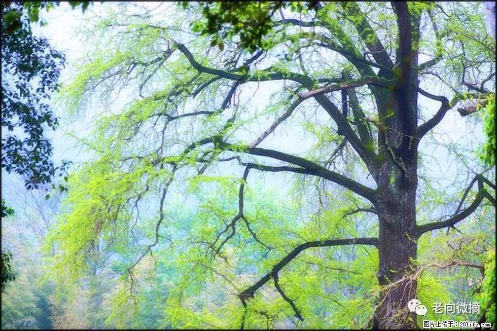 【春天,广西桂林灌阳县向您发出邀请!】在小龙村与春天约会 - 游山玩水 - 九江生活社区 - 九江28生活网 jj.28life.com