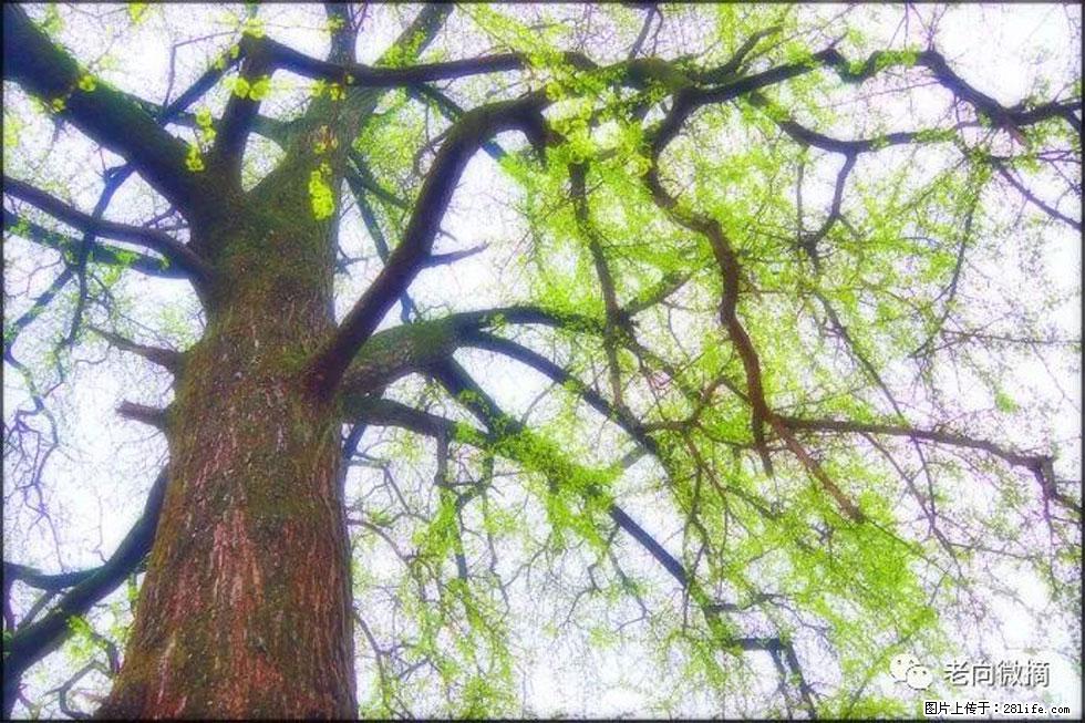 【春天,广西桂林灌阳县向您发出邀请!】在小龙村与春天约会 - 游山玩水 - 九江生活社区 - 九江28生活网 jj.28life.com