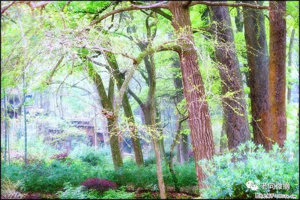 【春天,广西桂林灌阳县向您发出邀请!】在小龙村与春天约会 - 游山玩水 - 九江生活社区 - 九江28生活网 jj.28life.com