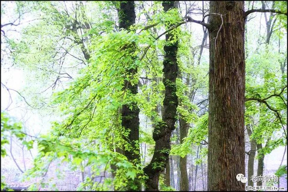 【春天,广西桂林灌阳县向您发出邀请!】在小龙村与春天约会 - 游山玩水 - 九江生活社区 - 九江28生活网 jj.28life.com