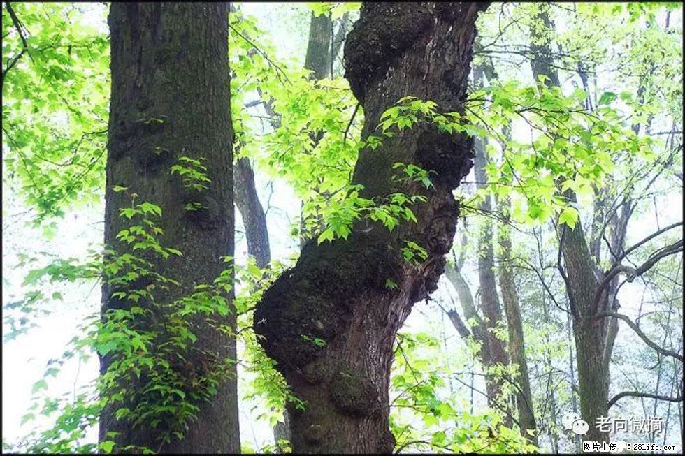 【春天,广西桂林灌阳县向您发出邀请!】在小龙村与春天约会 - 游山玩水 - 九江生活社区 - 九江28生活网 jj.28life.com