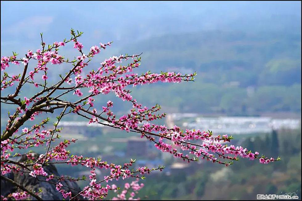 【春天,广西桂林灌阳县向您发出邀请!】望月岭上桃花开 - 游山玩水 - 九江生活社区 - 九江28生活网 jj.28life.com