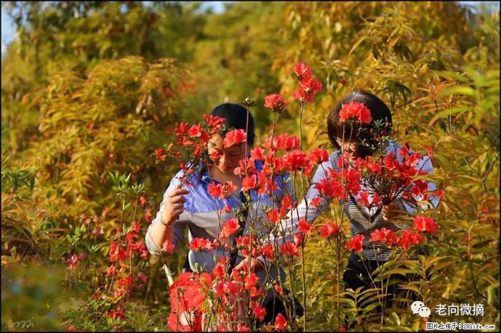 【春天，广西桂林灌阳县向您发出邀请！】登麒麟山，相约映山红 - 游山玩水 - 九江生活社区 - 九江28生活网 jj.28life.com