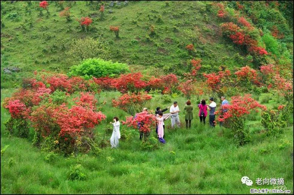 【春天，广西桂林灌阳县向您发出邀请！】宝盖山上映山红 - 游山玩水 - 九江生活社区 - 九江28生活网 jj.28life.com