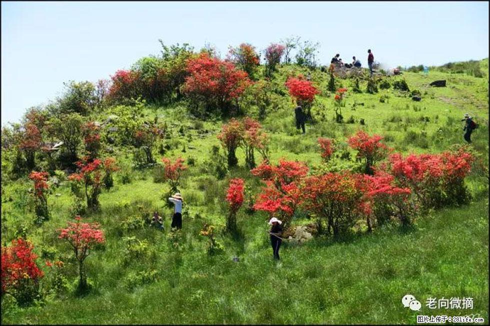 【春天，广西桂林灌阳县向您发出邀请！】宝盖山上映山红 - 游山玩水 - 九江生活社区 - 九江28生活网 jj.28life.com