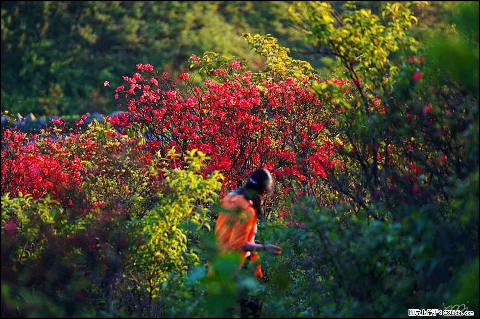【春天,广西桂林灌阳县向您发出邀请!】春木界上映山红 - 游山玩水 - 九江生活社区 - 九江28生活网 jj.28life.com