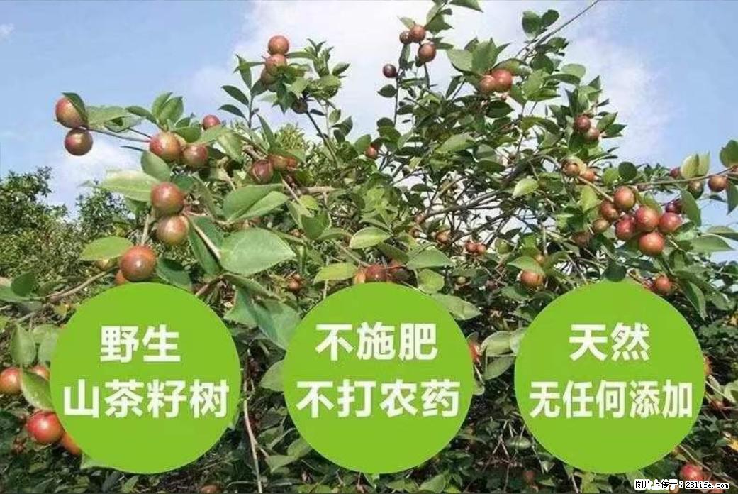 【灌阳县油茶产业示范区】一个有着充实的精神生活的人,对待身外之物自会有一种淡泊的态度 - 土特产 - 饮食特产 - 九江分类信息 - 九江28生活网 jj.28life.com