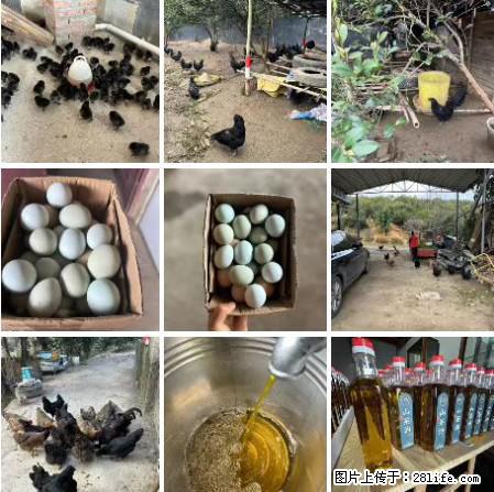 油茶园从小鸡仔开始养起的纯土鸡、土鸡蛋可以预定啦!还有前几天刚榨的纯山茶油哦 - 美食天地 - 九江生活社区 - 九江28生活网 jj.28life.com