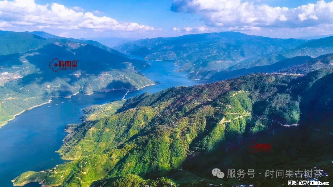 时间果百年古树龙珠普洱生茶 - 购物交流 - 九江生活社区 - 九江28生活网 jj.28life.com