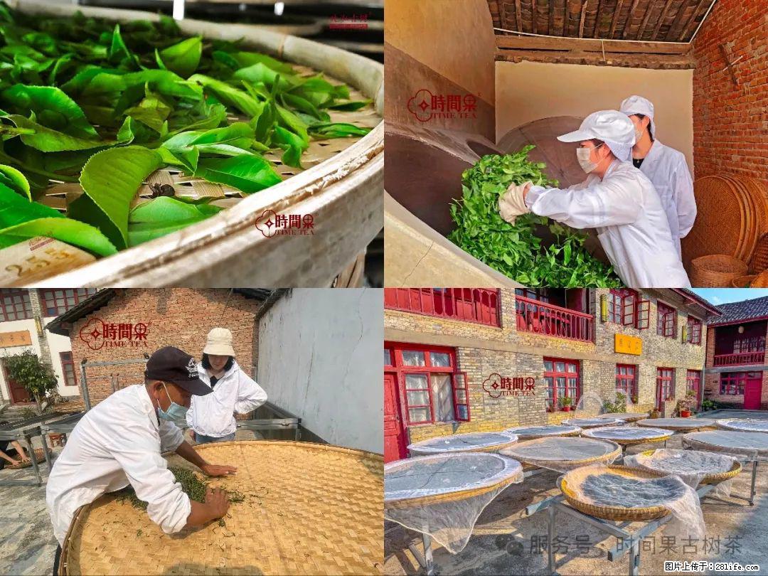 时间果百年古树龙珠普洱生茶 - 购物交流 - 九江生活社区 - 九江28生活网 jj.28life.com