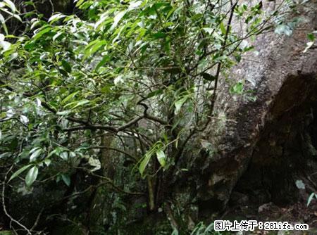 平乐石崖茶,珍贵仅次于金花茶 - 九江生活资讯 - 九江28生活网 jj.28life.com