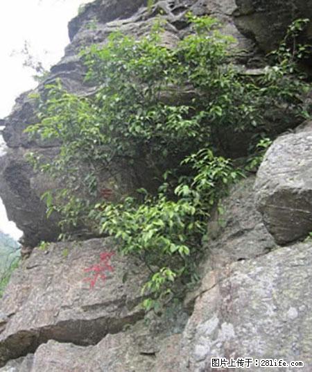 平乐石崖茶,珍贵仅次于金花茶 - 九江生活资讯 - 九江28生活网 jj.28life.com