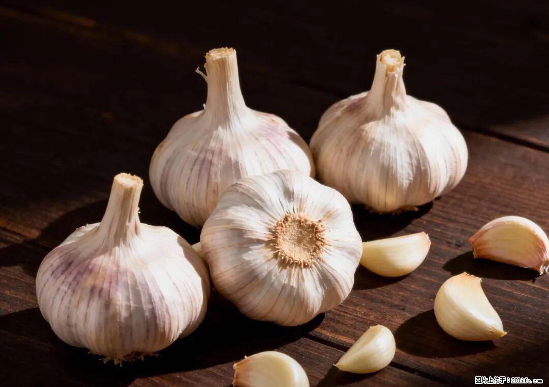 关于大蒜，除了“天然抗生素”，这4个谣言更该警惕! - 九江生活资讯 - 九江28生活网 jj.28life.com