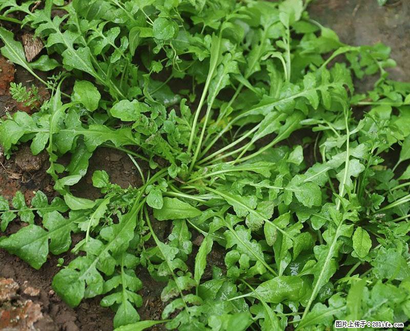 这些蔬菜是“天然钙片”，这6种被医生重点推荐 - 九江生活资讯 - 九江28生活网 jj.28life.com