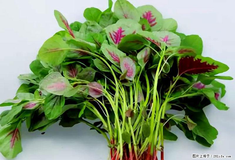 这些蔬菜是“天然钙片”，这6种被医生重点推荐 - 九江生活资讯 - 九江28生活网 jj.28life.com