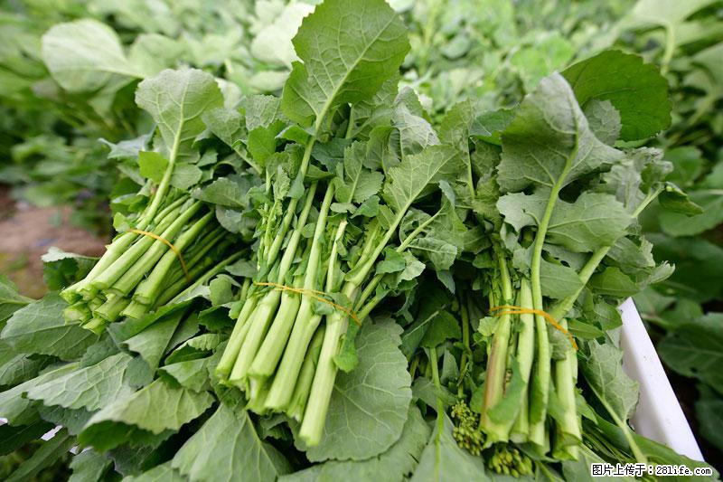 这些蔬菜是“天然钙片”，这6种被医生重点推荐 - 九江生活资讯 - 九江28生活网 jj.28life.com